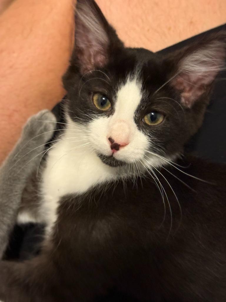 Enlarge Della26, a Adoptable mixed breed in Youngsville, NC image 3/5