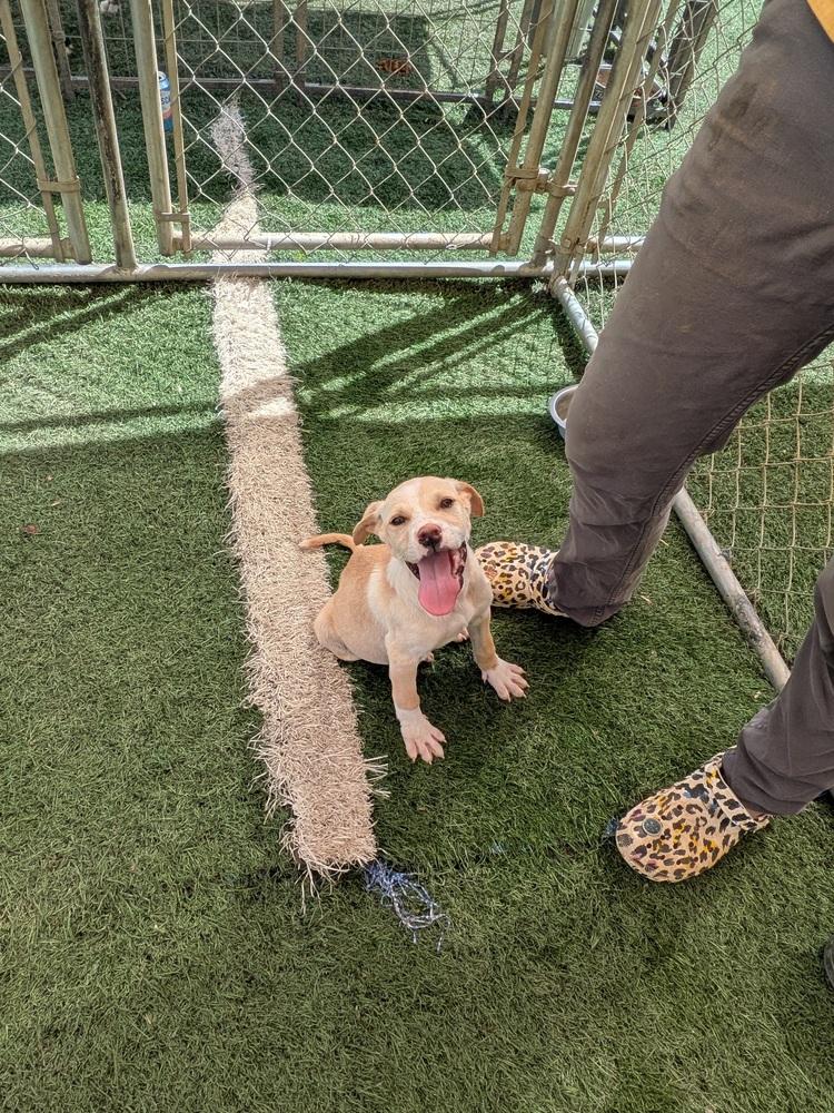 Butterscotch, Adoptable, Puppy Male Labrador Retriever.