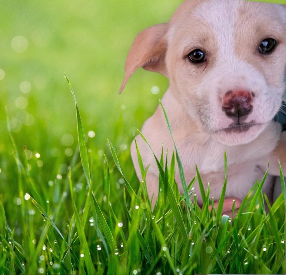 Butterscotch, Adoptable, Puppy Male Labrador Retriever & Beagle.