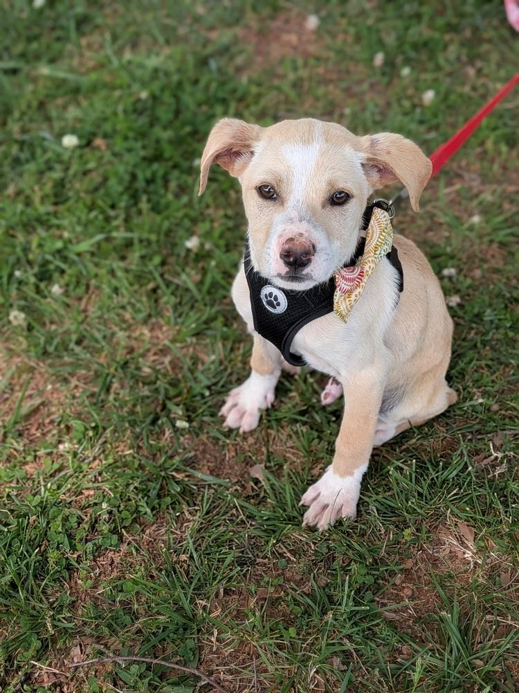 Enlarge Butterscotch, a Adoptable mixed breed in Statesville, NC image 3/5