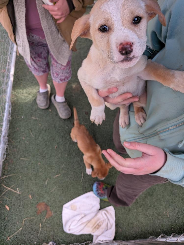 Butterscotch, Adoptable, Puppy Male Terrier.