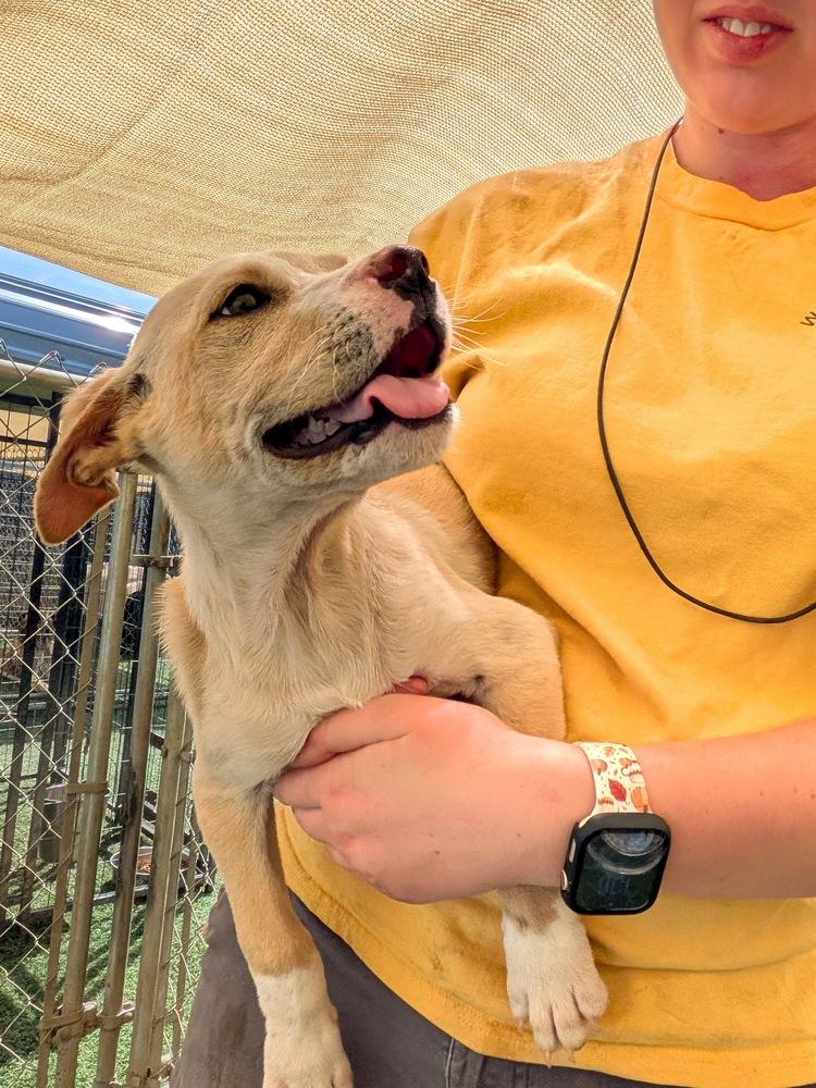 Enlarge Butterscotch, a Adoptable mixed breed in Statesville, NC image 5/5