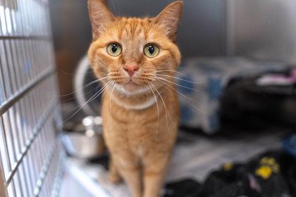 Genny, Adoptable, Adult Female Domestic Short Hair & Domestic Short Hair.