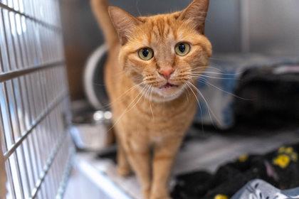 Genny, a Adoptable mixed breed in Coon Rapids, MN image 2/3