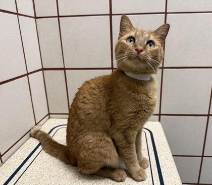 Genny, a Adoptable mixed breed in Coon Rapids, MN image 3/3