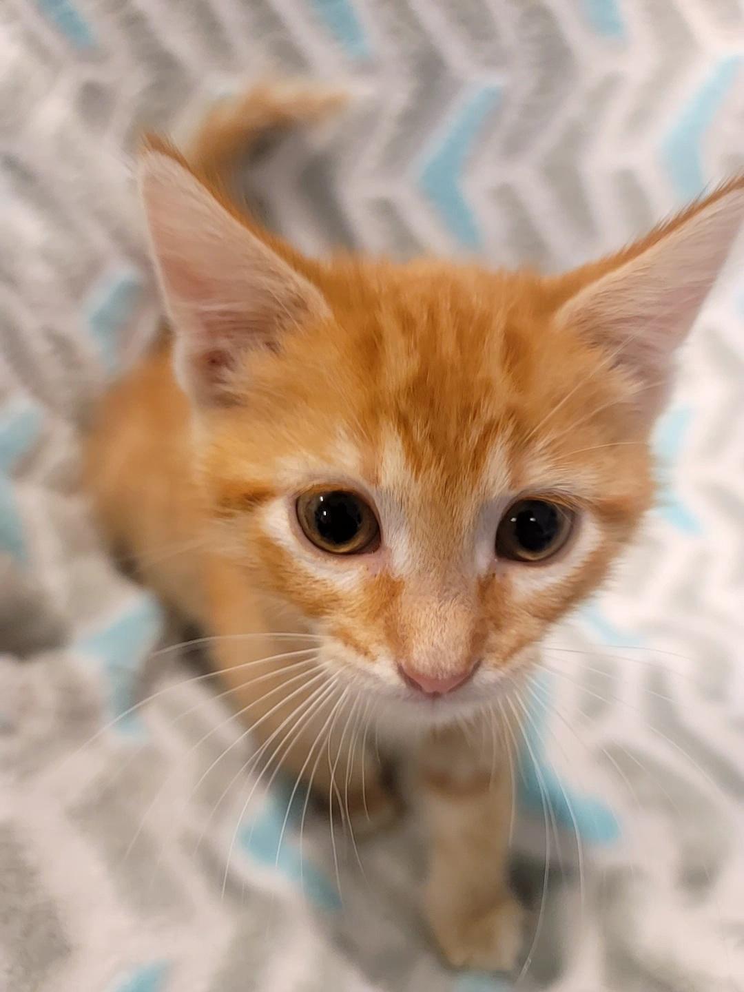 Enlarge Jack, a Adopted Domestic Short Hair in Saint Paul, MN image 1/2