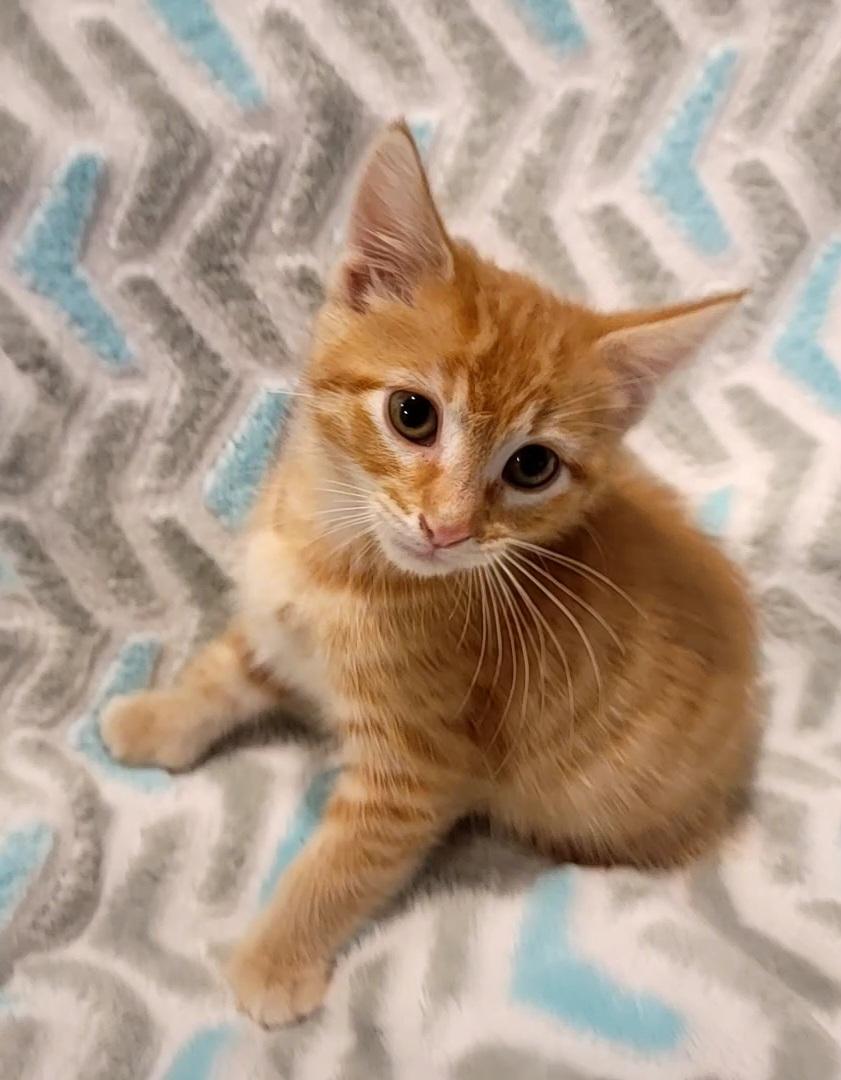 Enlarge Jack, a Adopted Domestic Short Hair in Saint Paul, MN image 2/2