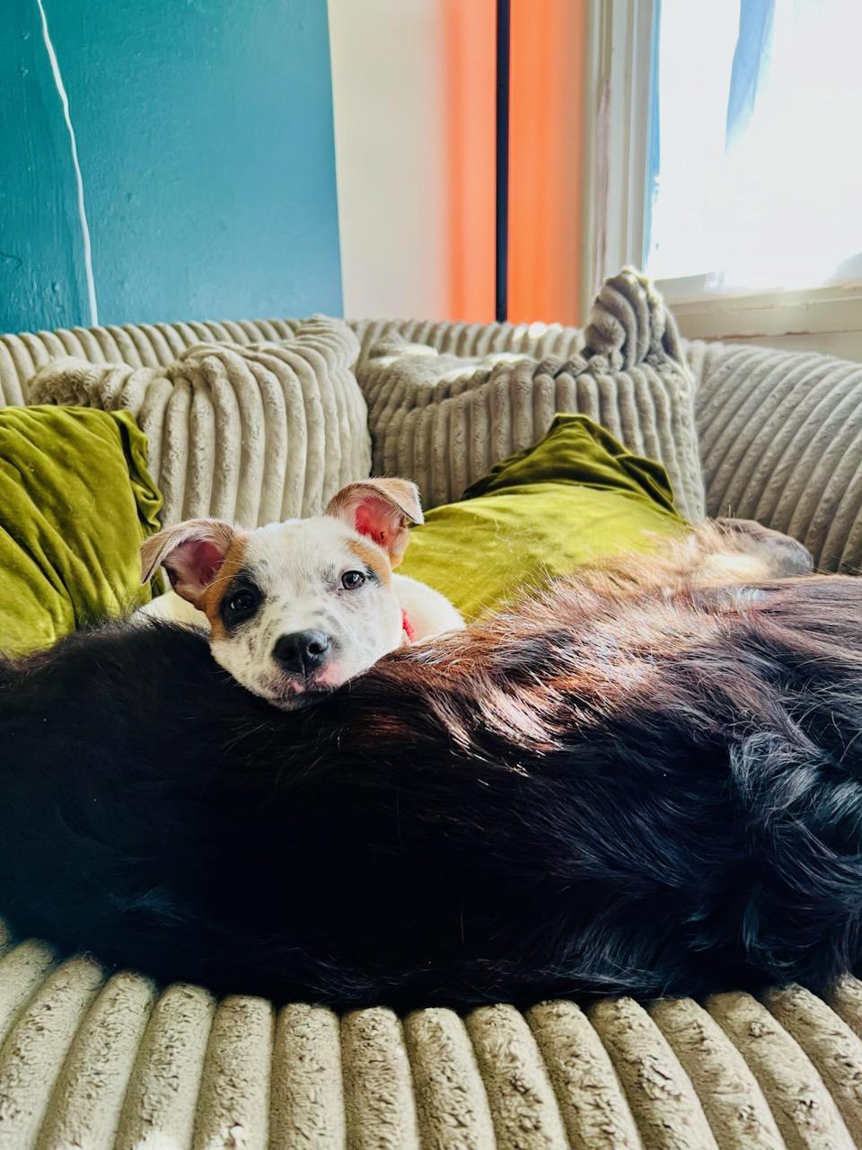 Mabel, a ADOPTABLE mixed breed in Eureka, CA image 2/4