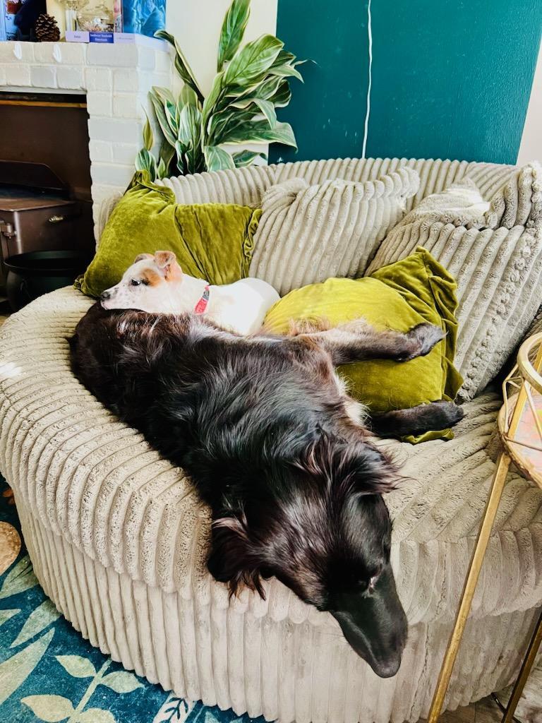 Mabel, a ADOPTABLE mixed breed in Eureka, CA image 4/4