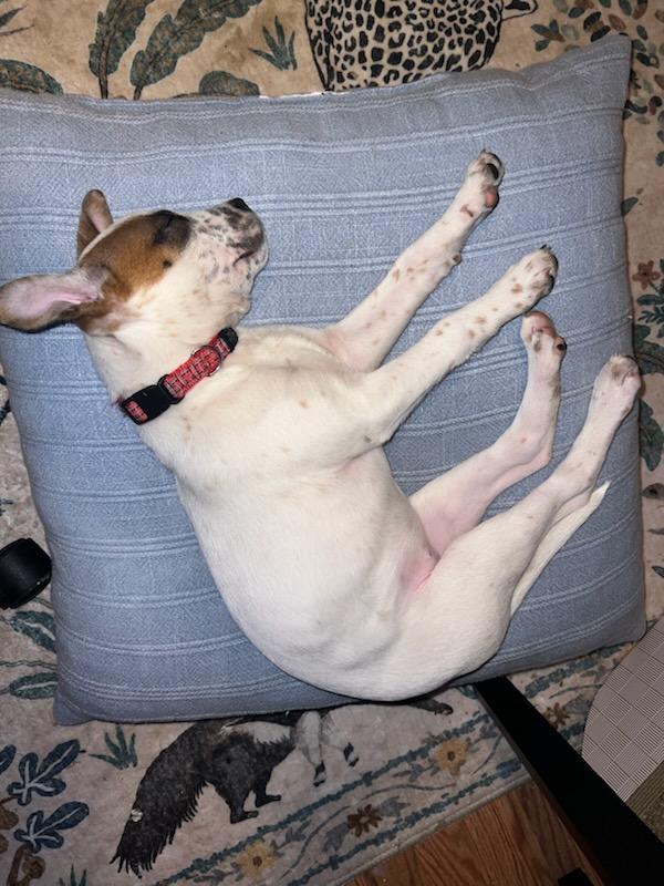 Mabel, a ADOPTABLE mixed breed in Eureka, CA image 3/4