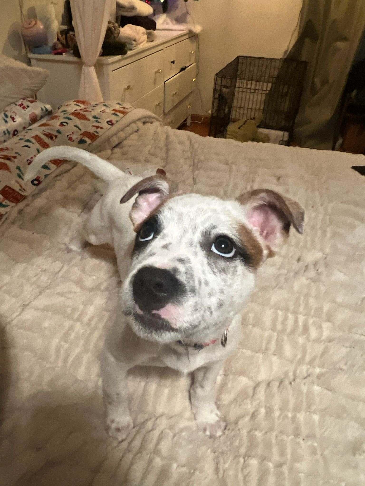 Mabel, ADOPTABLE, Young Female Australian Cattle Dog / Blue Heeler & American Staffordshire Terrier.