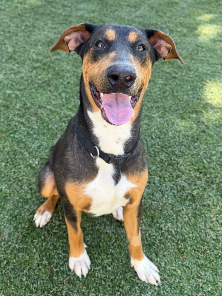 Enlarge Otto, a Adoptable mixed breed in Chico, CA image 1/5
