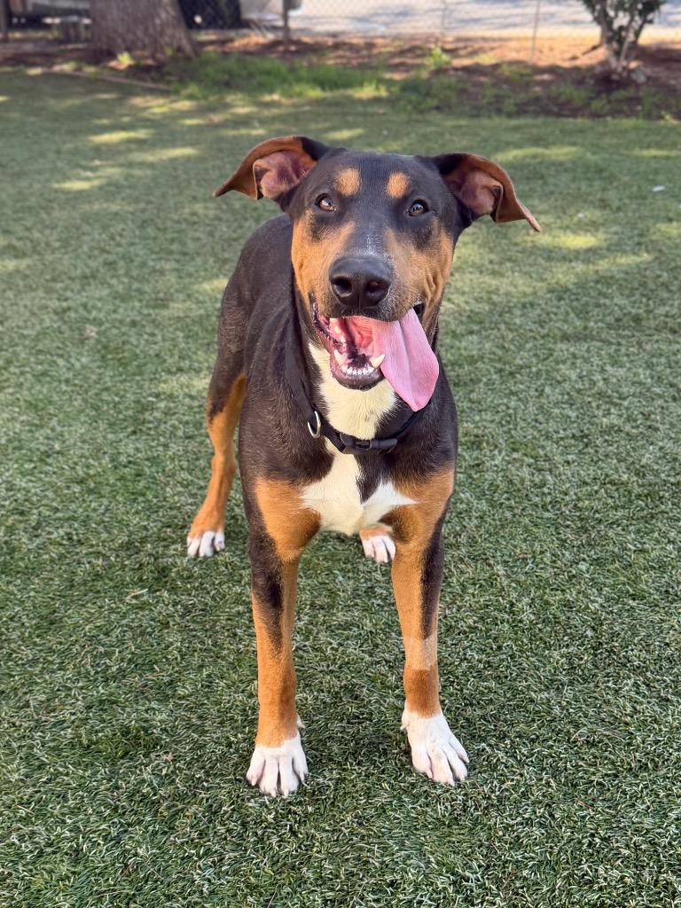 Enlarge Otto, a Adoptable mixed breed in Chico, CA image 2/5