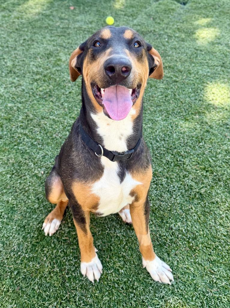 Enlarge Otto, a Adoptable mixed breed in Chico, CA image 3/5