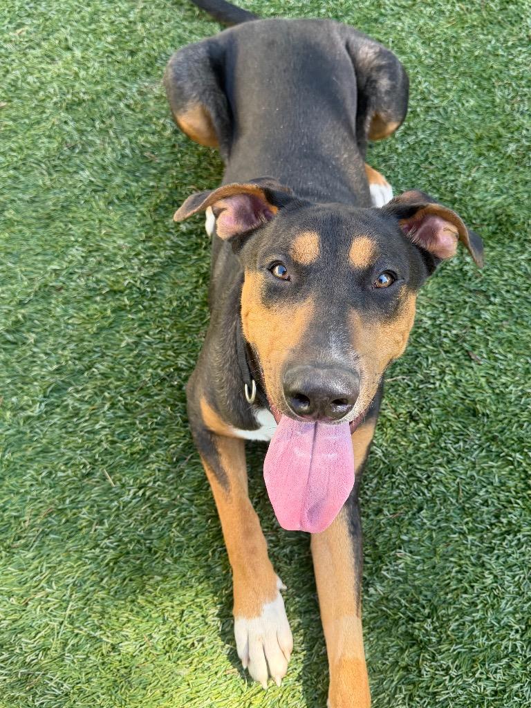Enlarge Otto, a Adoptable mixed breed in Chico, CA image 4/5