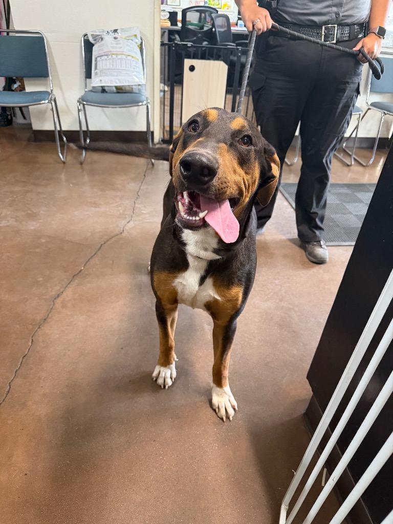 Enlarge Otto, a Adoptable mixed breed in Chico, CA image 5/5