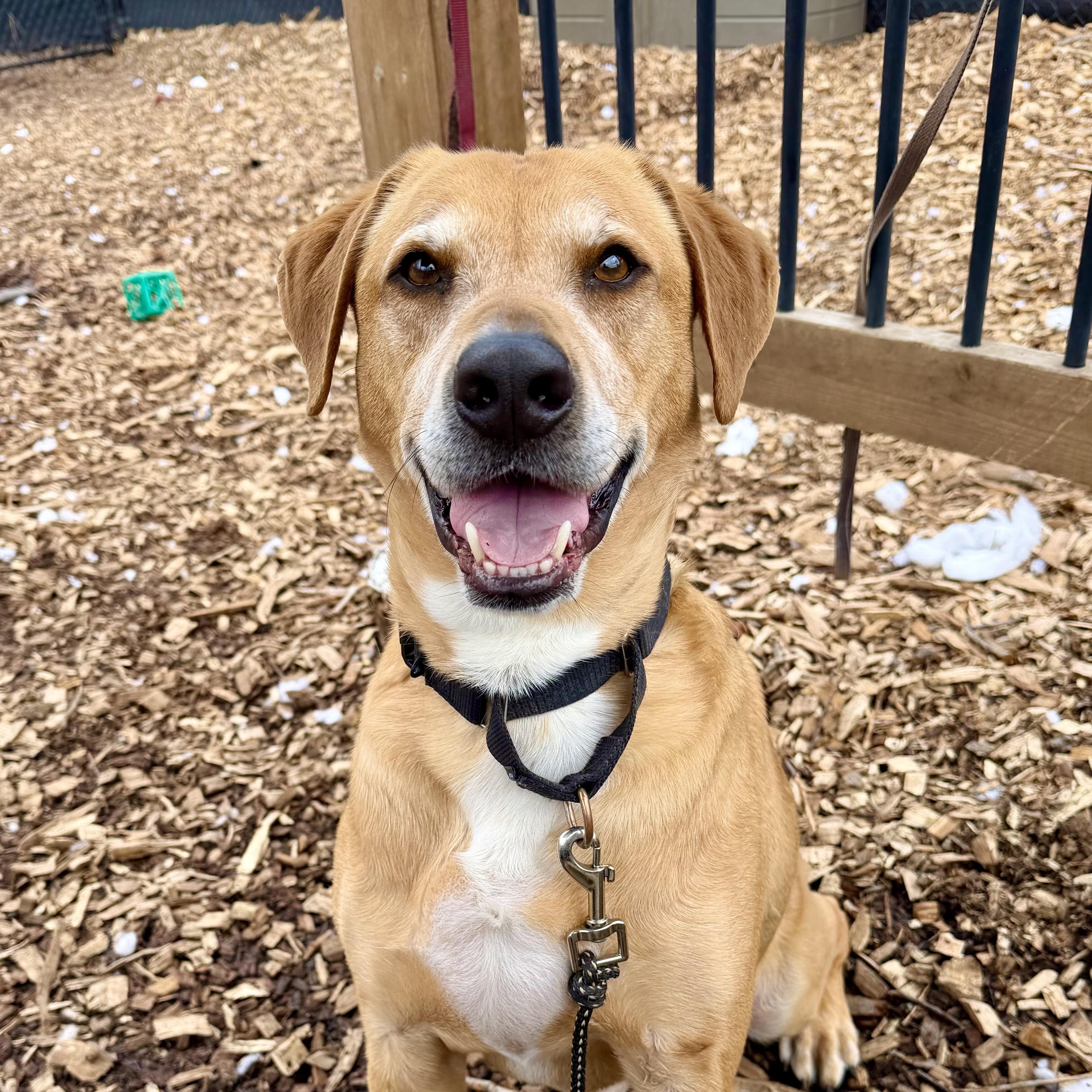 Enlarge Polo - My Fee Has Been Sponsored!! , a Adoptable mixed breed in Briarcliff Manor, NY image 1/6