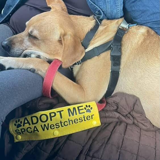 Polo, a Adoptable mixed breed in Briarcliff Manor, NY image 4/6