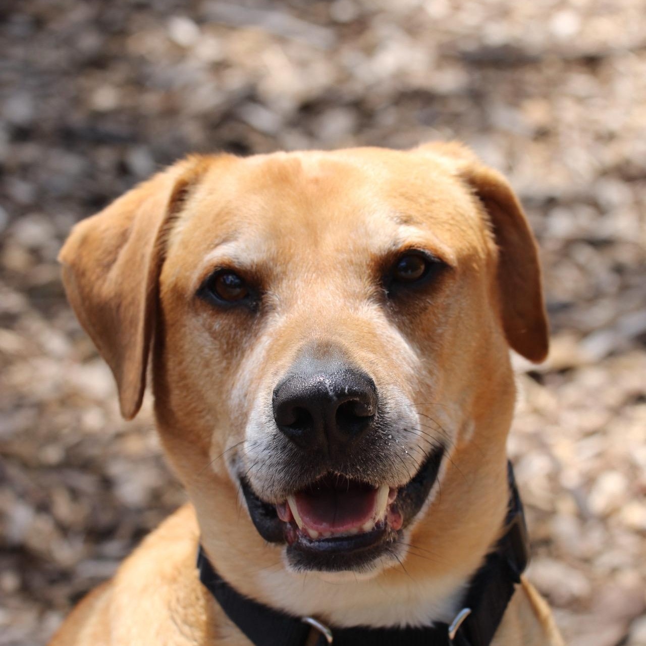 Polo, Adoptable, Adult Male Labrador Retriever.