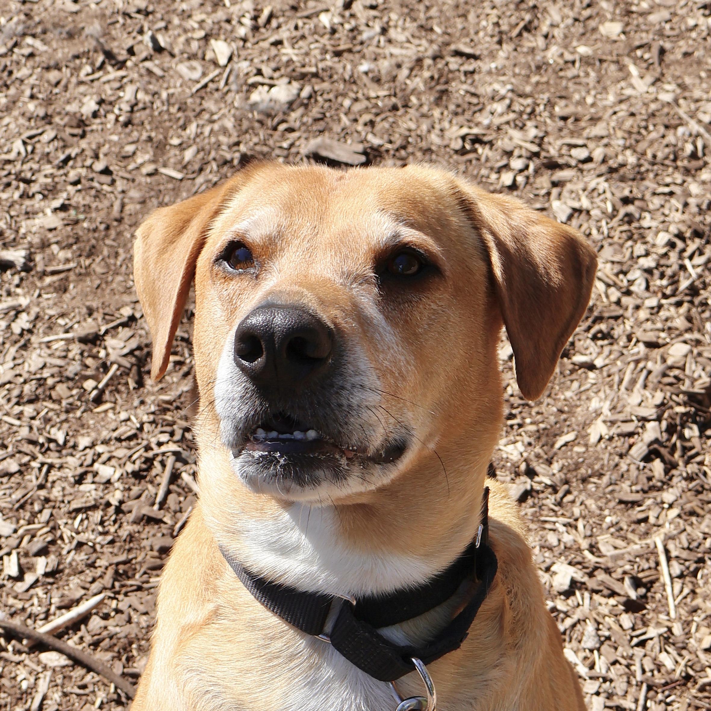 Polo, a Adoptable mixed breed in Briarcliff Manor, NY image 5/6