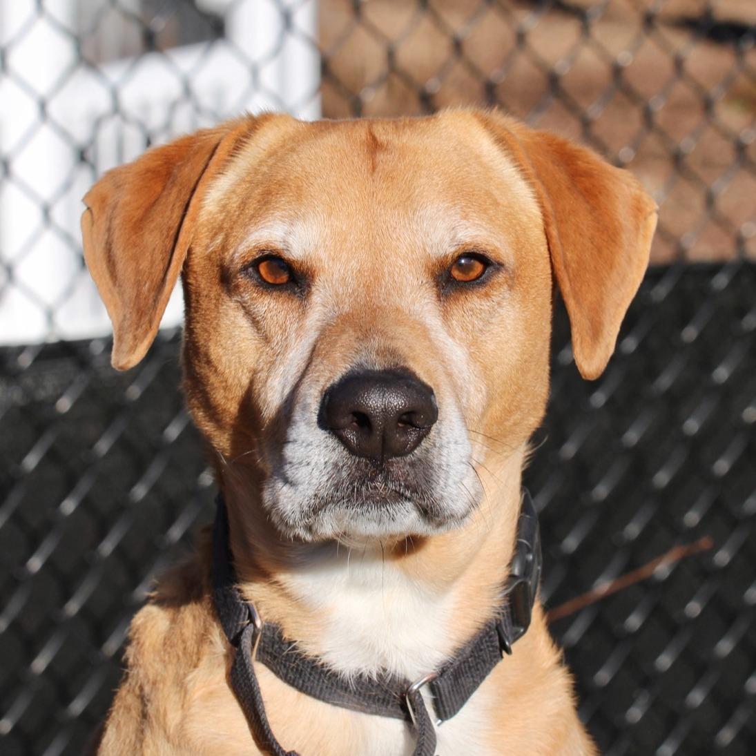 Enlarge Polo, a Adoptable mixed breed in Briarcliff Manor, NY image 4/6