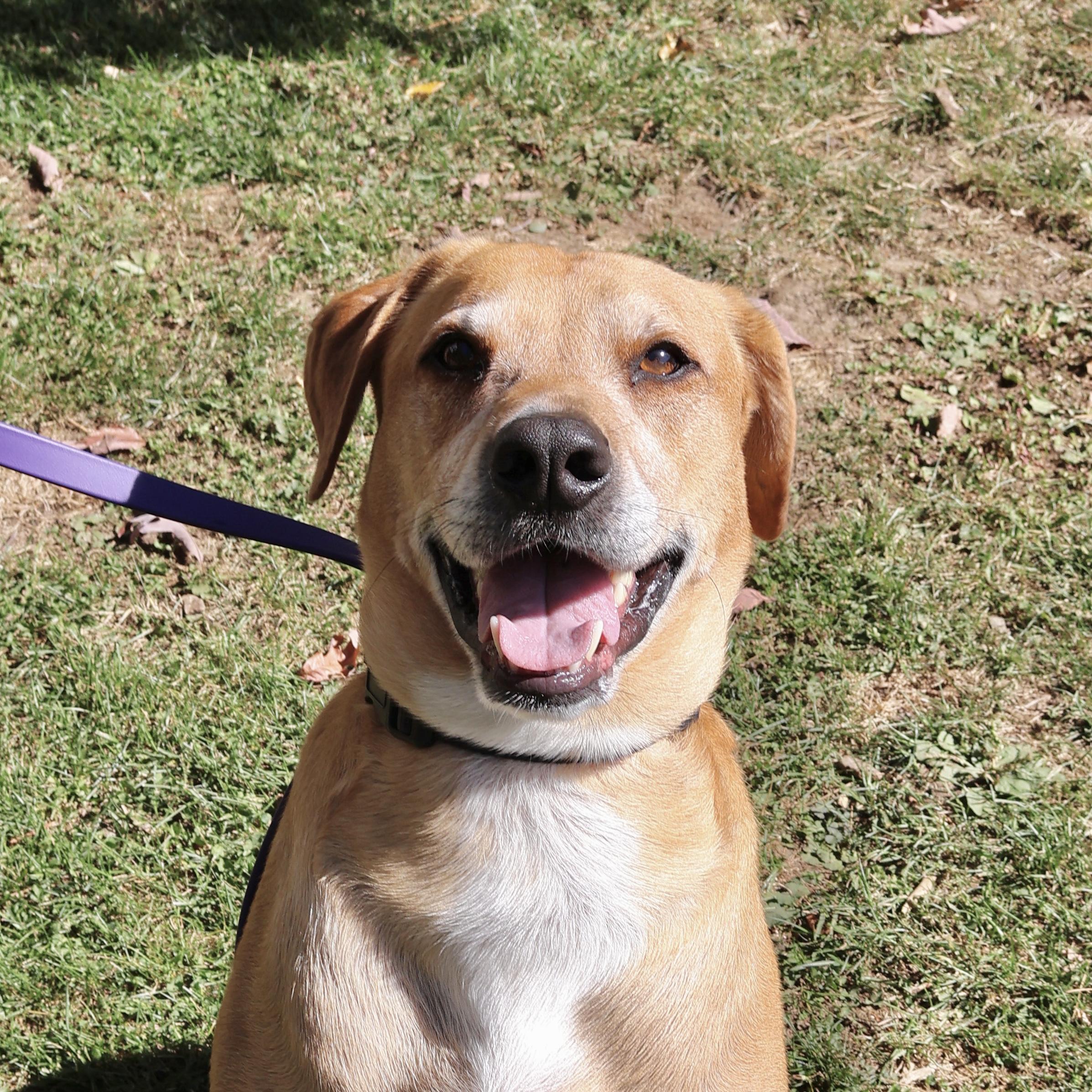 Polo, a Adoptable mixed breed in Briarcliff Manor, NY image 6/6