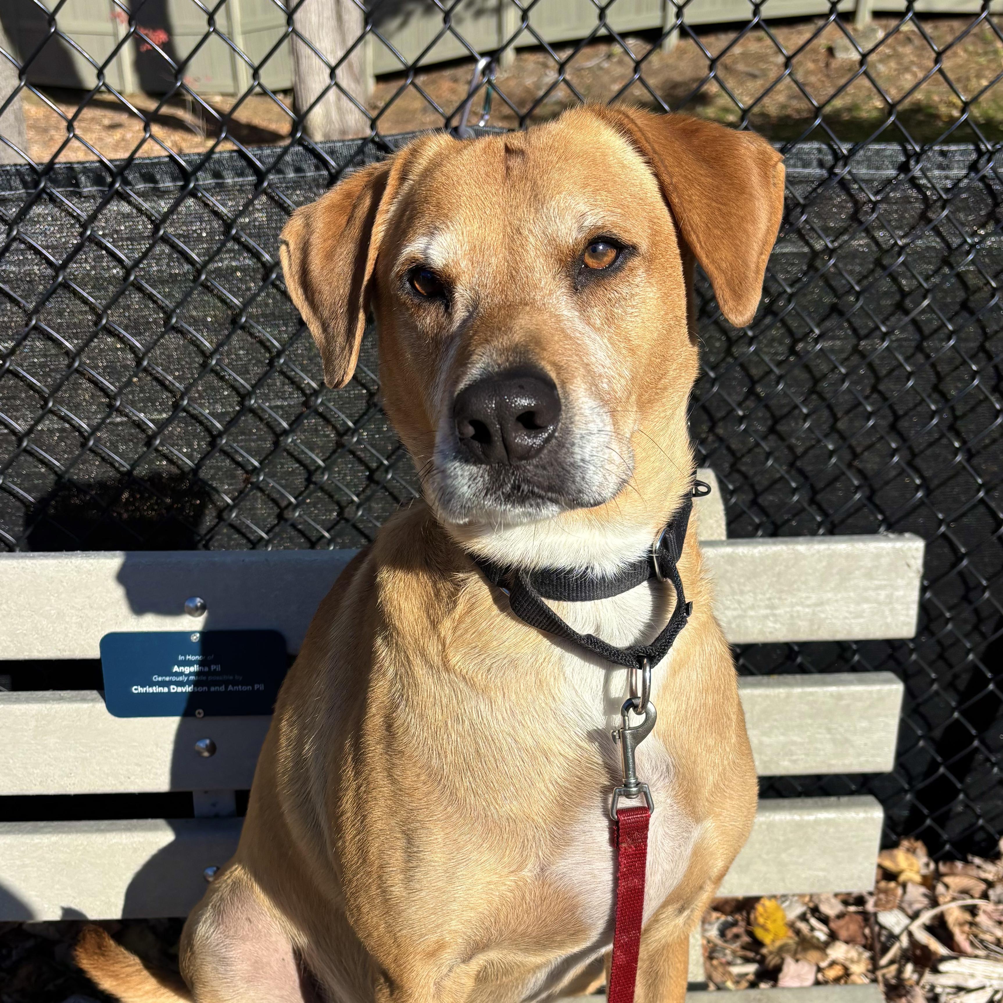 Polo, a Adoptable mixed breed in Briarcliff Manor, NY image 1/6