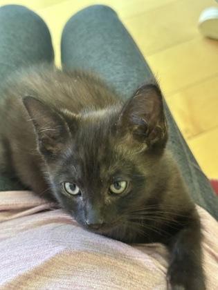 Pacer Test, a Adoptable mixed breed in Pleasanton, CA image 1/3