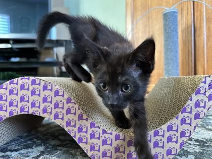 Pacer Test, a Adoptable mixed breed in Pleasanton, CA image 2/3