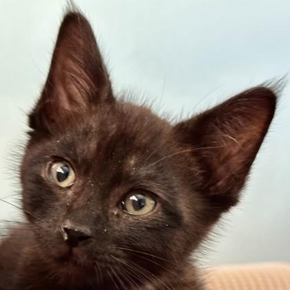 Pacer Test, a Adoptable mixed breed in Pleasanton, CA image 3/3