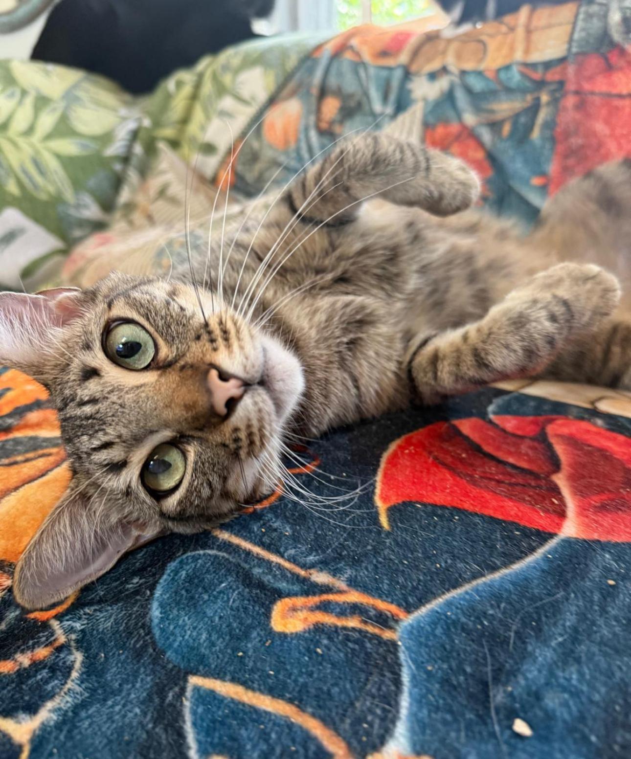 Enlarge Oliver Twist, a Adopted American Shorthair in Bangor , ME image 3/5