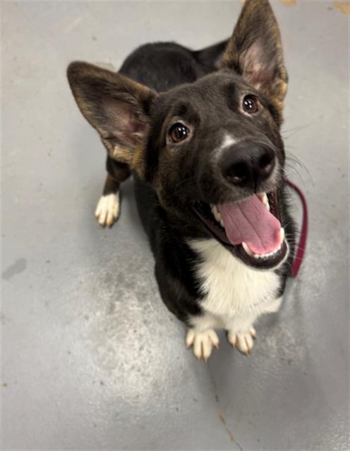 Enlarge FLORRIE, a Adoptable mixed breed in Peoria, IL image 1/1