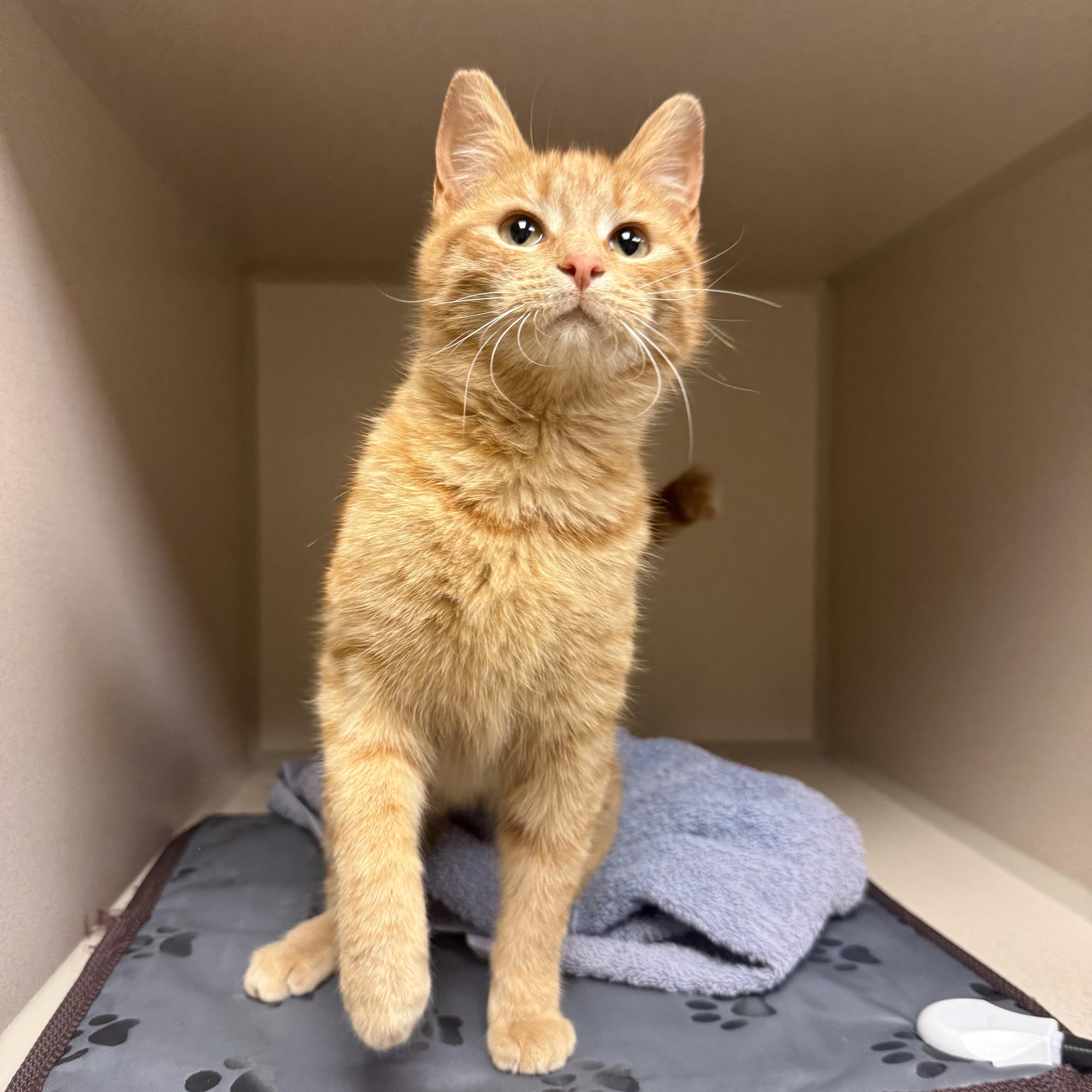 Leilani, adopted, Young Female Domestic Short Hair.