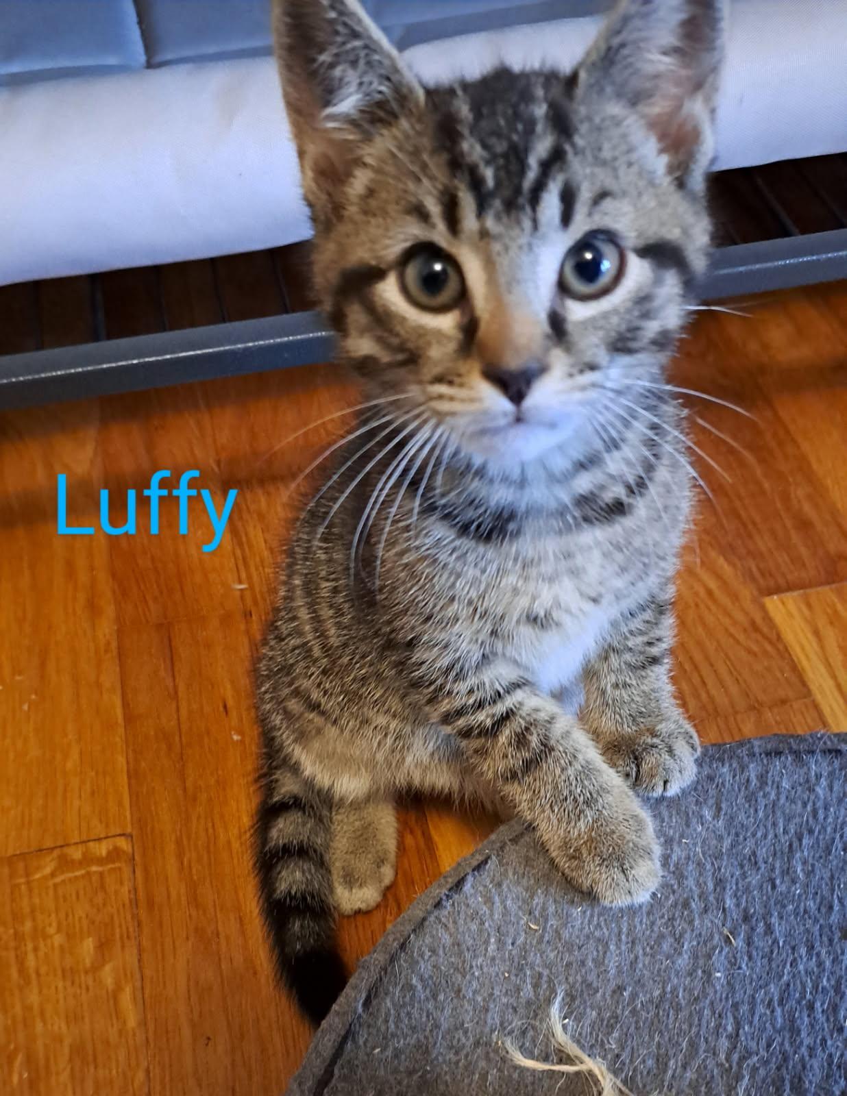 Enlarge Luffy, a Adopted Domestic Short Hair in Ranson, WV image 1/1