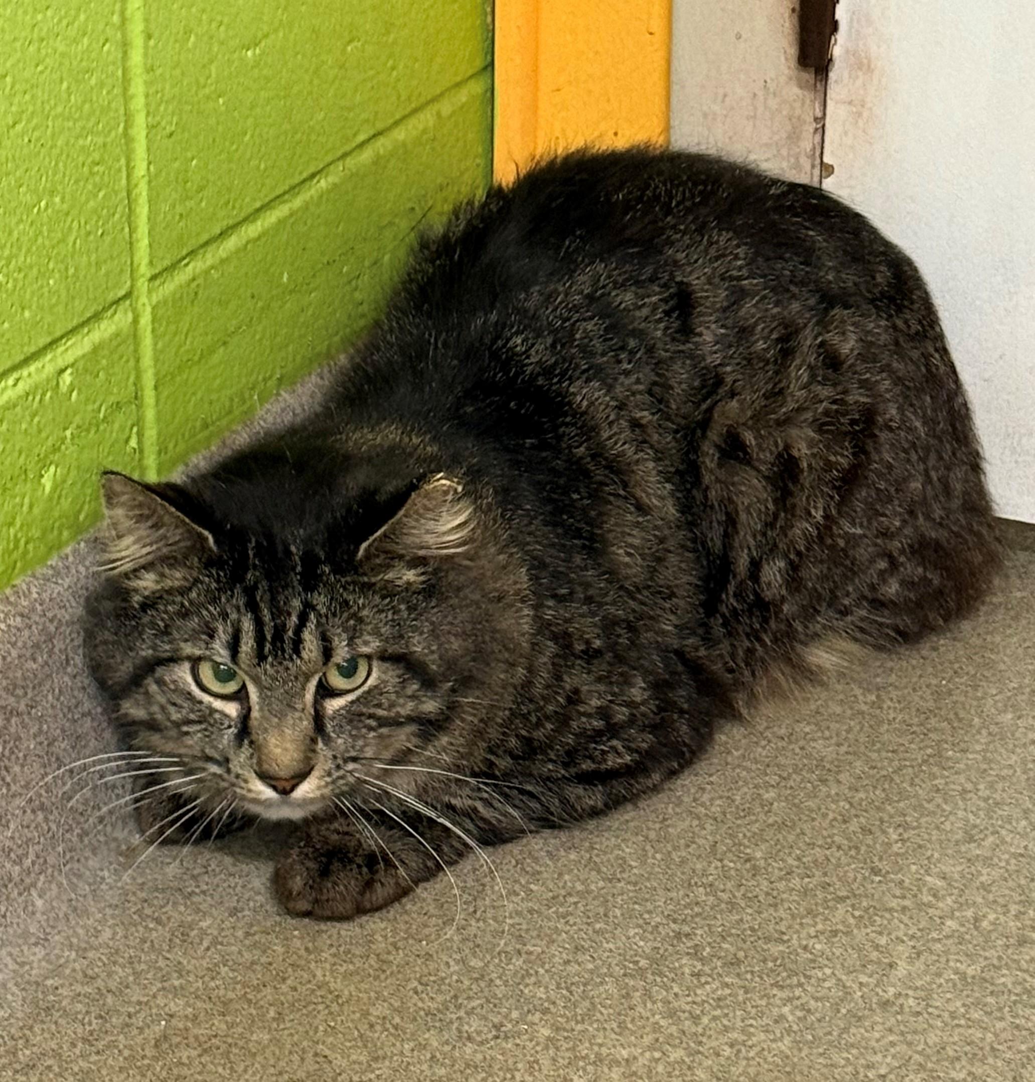 Guinea, ADOPTABLE, Adult Male Domestic Medium Hair.