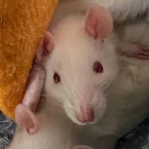 Ivory, a Adoptable Rat in Owosso, MI image 1/3