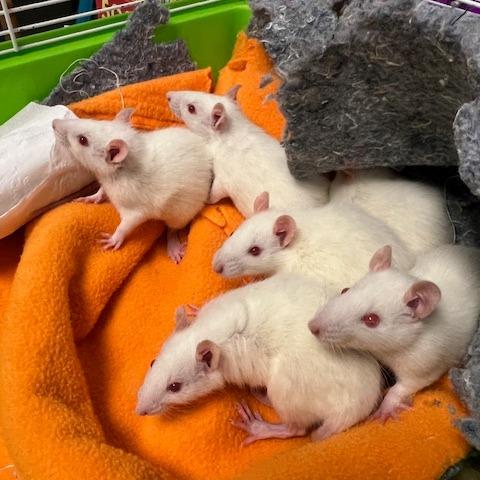 Ivory, a Adoptable Rat in Owosso, MI image 2/3