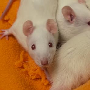 Ivory, a Adoptable Rat in Owosso, MI image 3/3