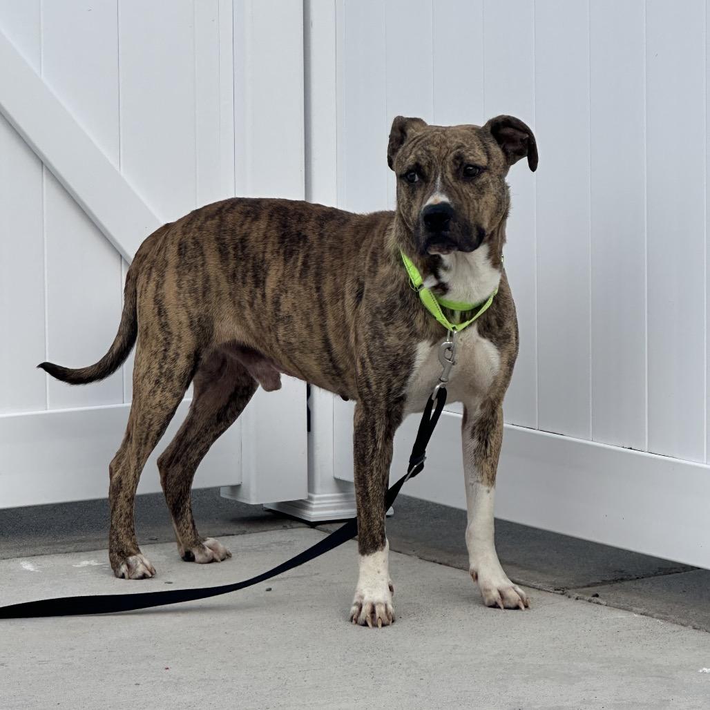 Buddy, Adoptable, Senior Male Pit Bull Terrier.