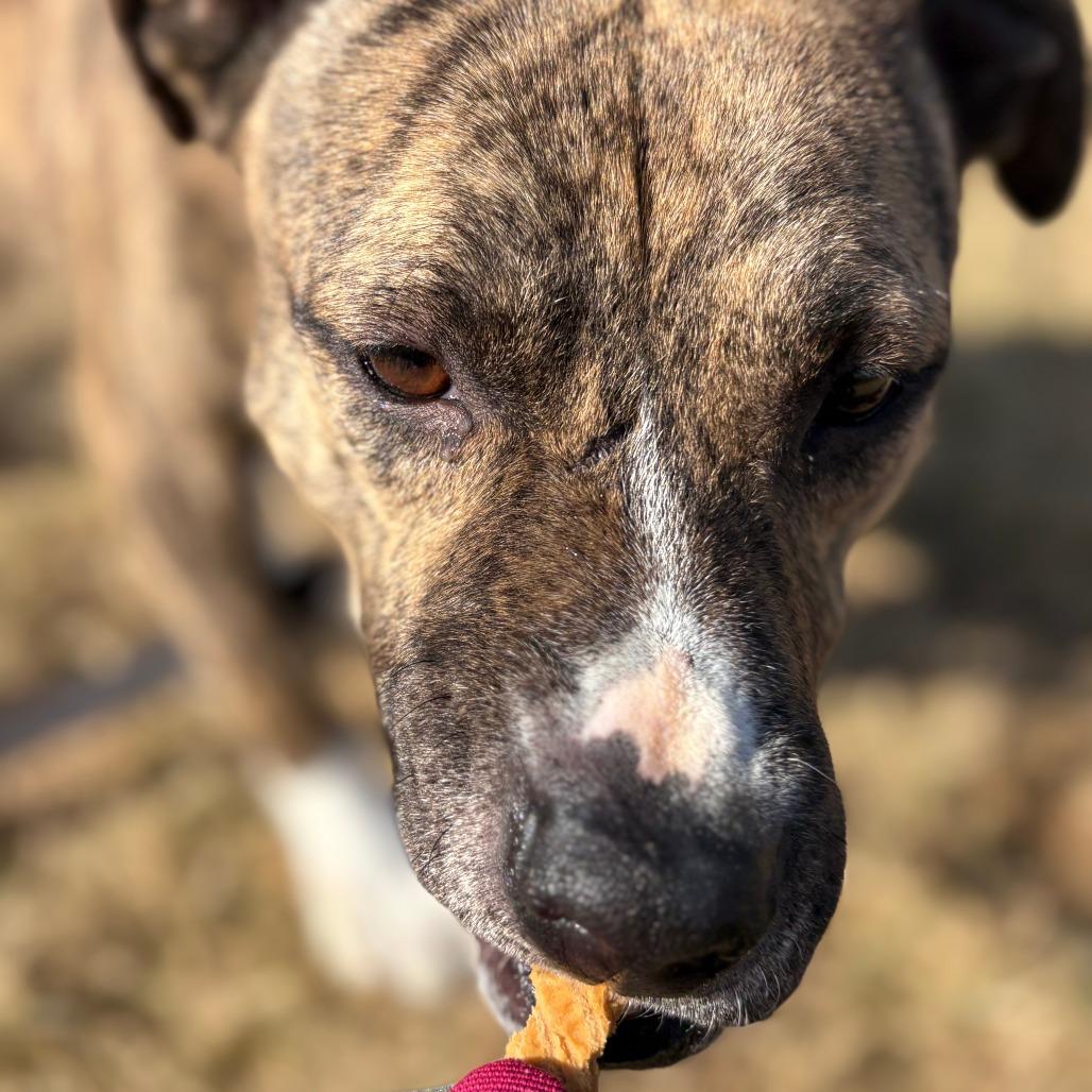 Enlarge Buddy, a Adoptable Pit Bull Terrier in Harrisonburg, VA image 2/5