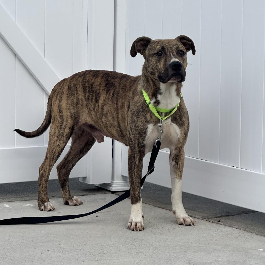 Enlarge Buddy, a Adoptable Pit Bull Terrier in Harrisonburg, VA image 3/5