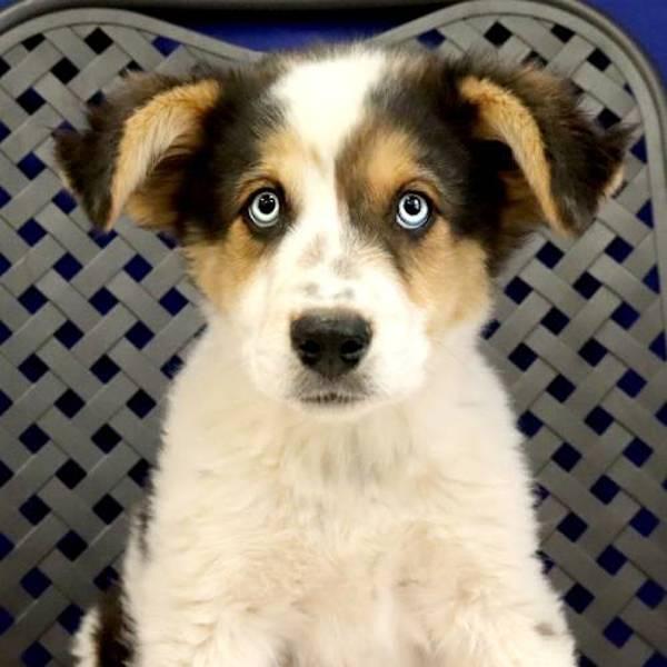 Dash, Adoptable, Puppy Male Australian Shepherd.