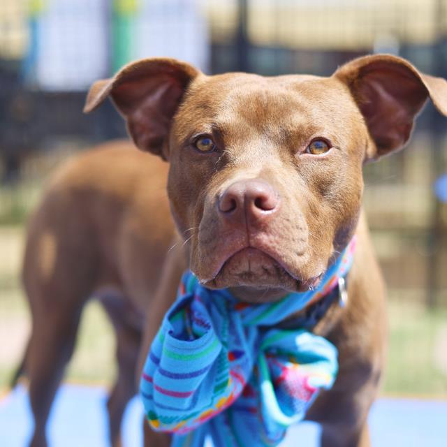 SPARKY, Adoptable, Young Male American Staffordshire Terrier.