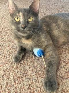Mama Ivy, Adoptable, Adult Female Domestic Short Hair.