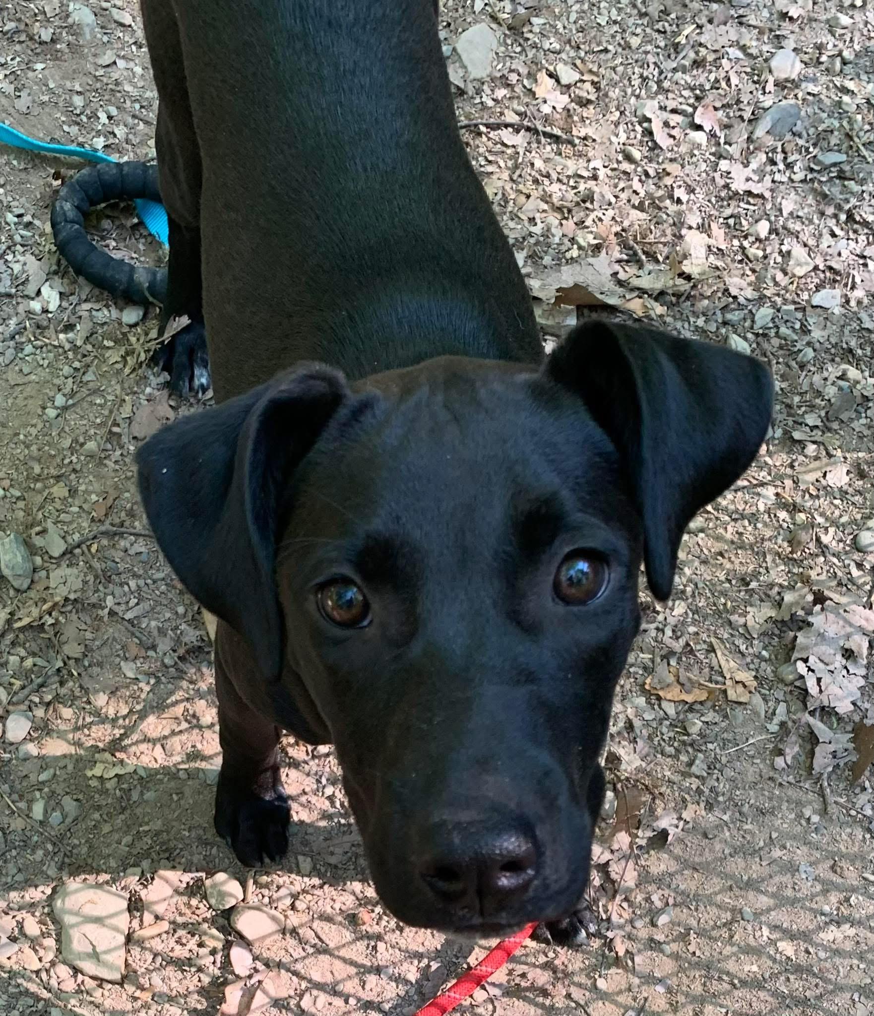 Carley, adopted, Puppy Female Black Labrador Retriever.