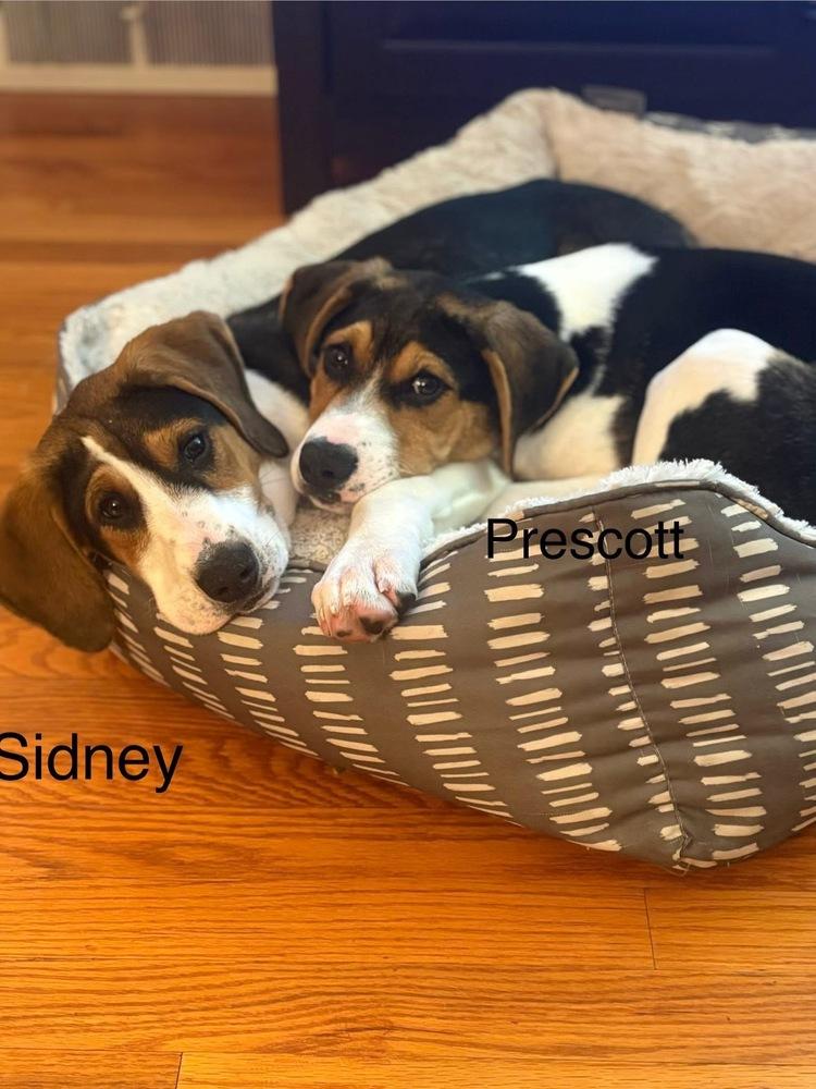 Prescott, Adoptable, Puppy Male Foxhound & Beagle.