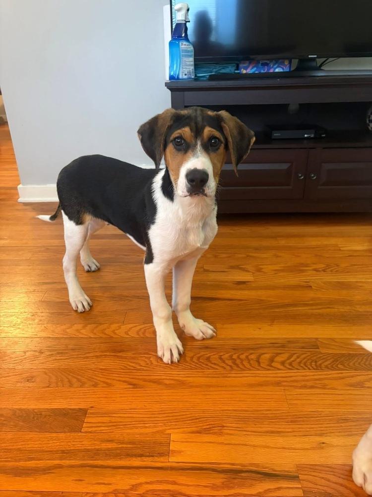 Enlarge Prescott, a Adoptable mixed breed in Irwin, PA image 2/4