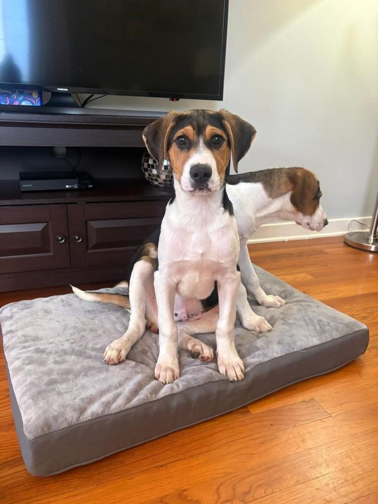 Enlarge Prescott, a Adoptable mixed breed in Irwin, PA image 3/4