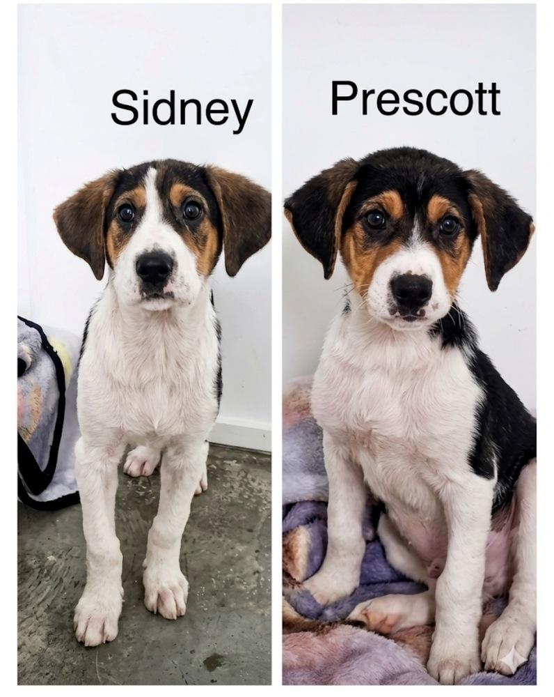 Enlarge Prescott, a Adoptable mixed breed in Irwin, PA image 4/4