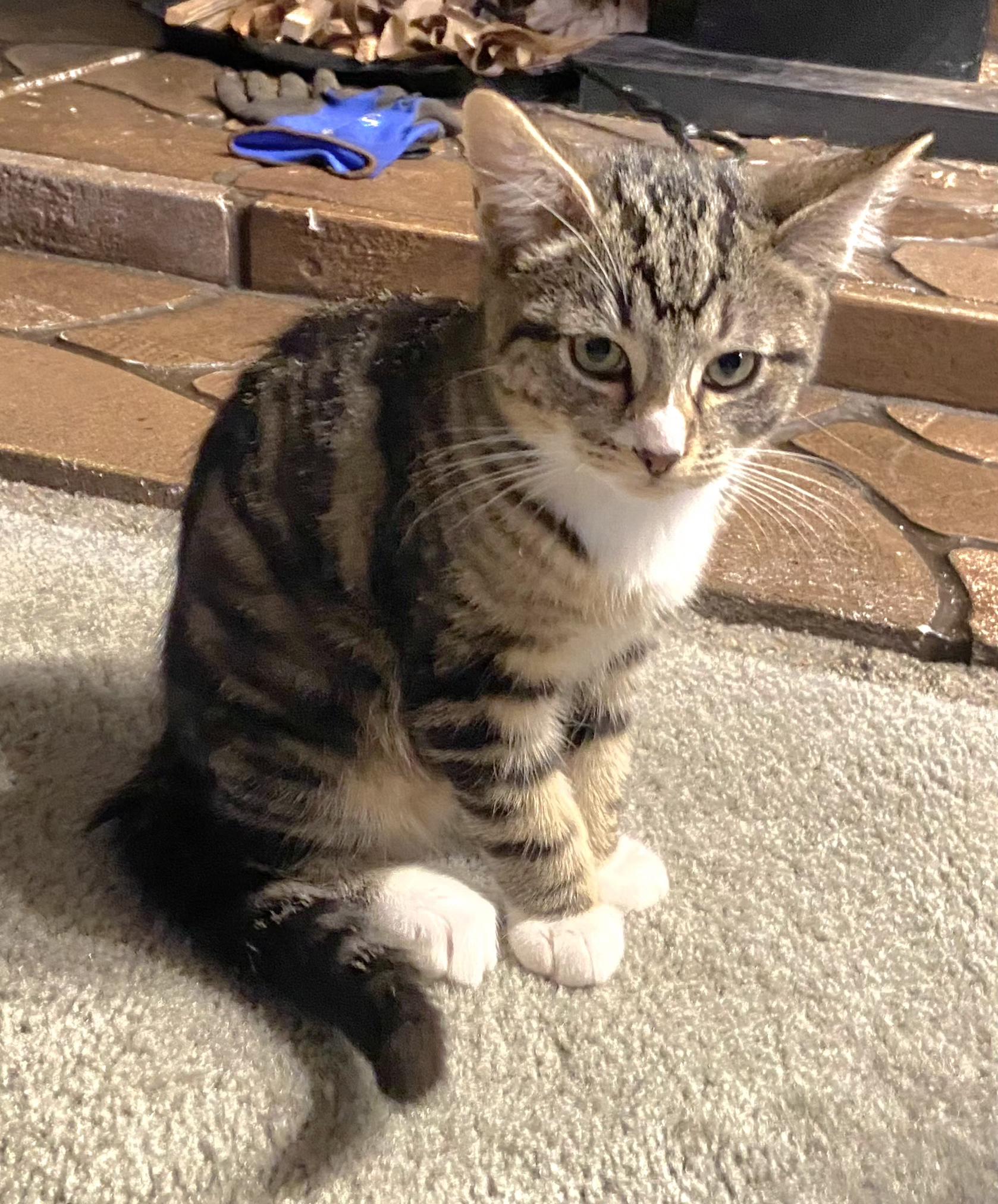Enlarge Socks, a Adoptable Tabby in Springfield, OR image 2/4